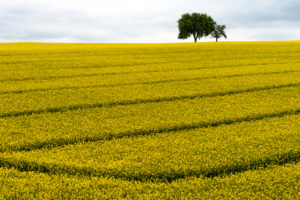 blossoming rape field with tree near Kupferzell, Baden-Württemberg, Germany blossoming rape field with tree near Kupferzell, Baden-Württemberg, Germany